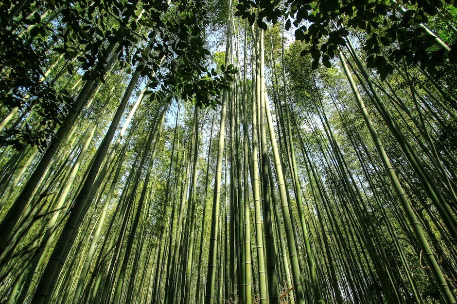 Kyoto Ancient Temples and Traditional Districts